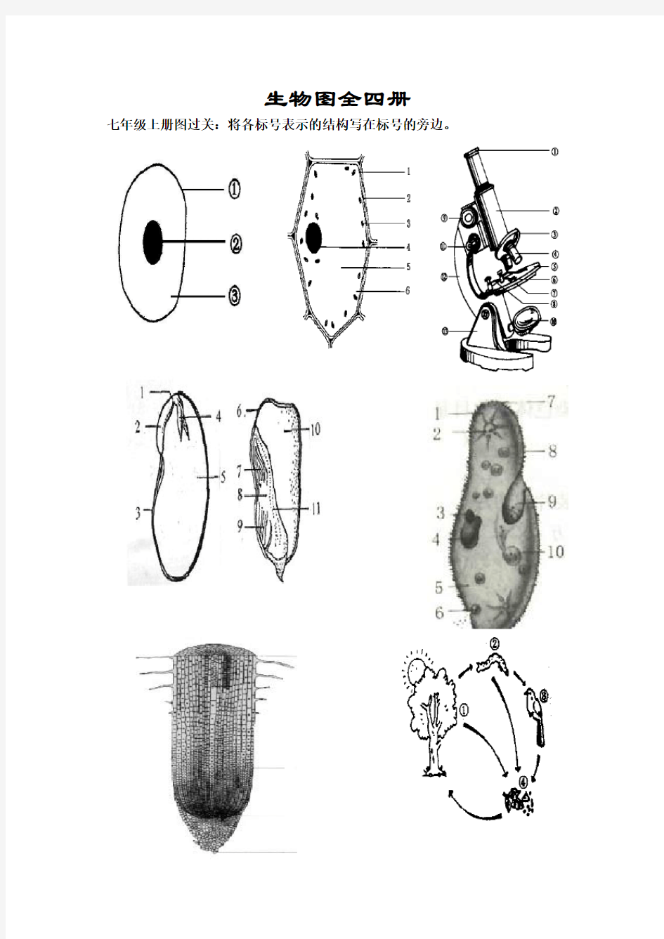 整理版初中生物中考识图专题训练   全四册   有答案(中考总复习)