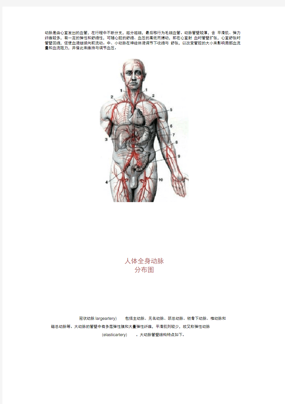 人体血管解剖图
