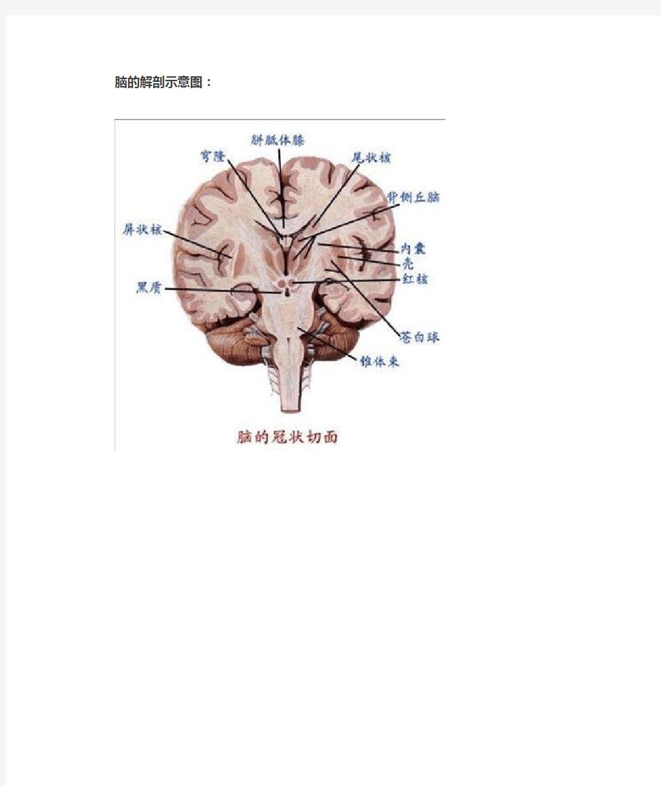 脑的解剖示意图