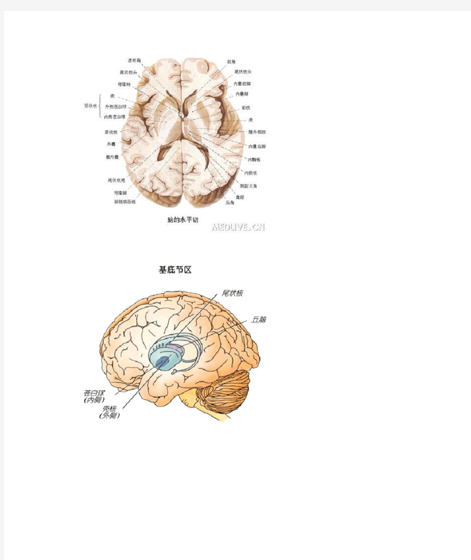 脑的解剖示意图