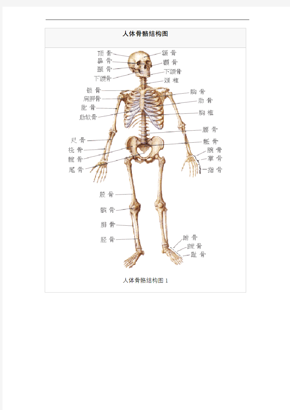 人体骨骼结构图