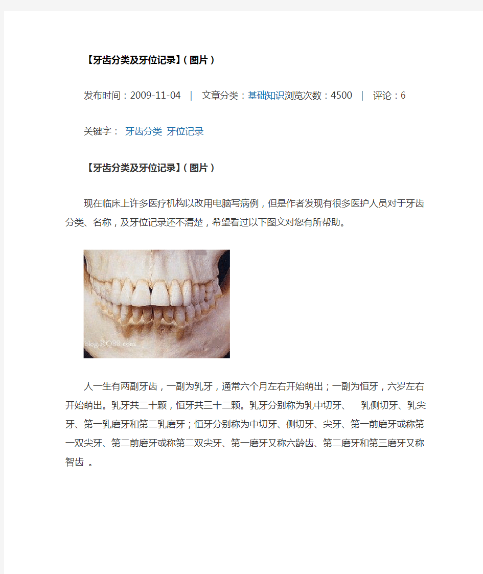 牙齿分类及牙位记录
