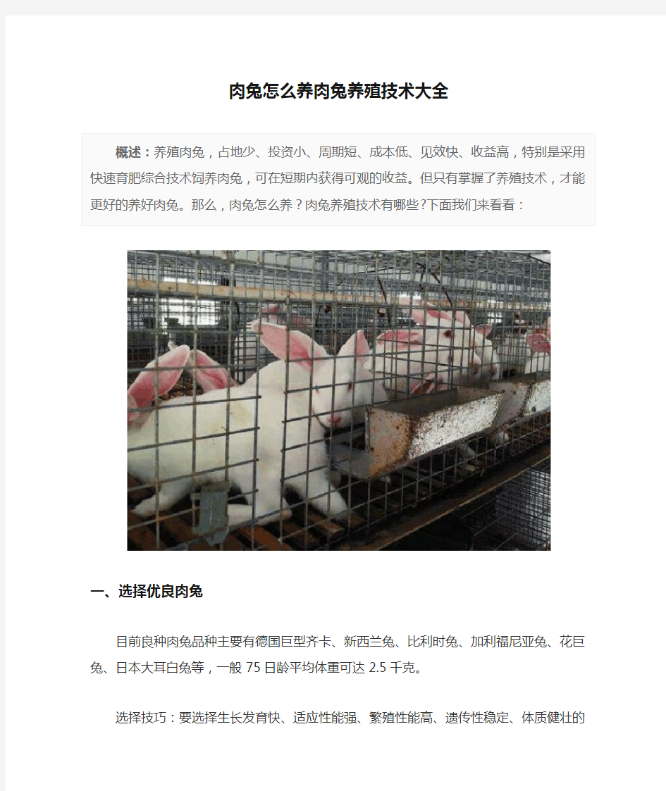 肉兔怎么养肉兔养殖技术大全