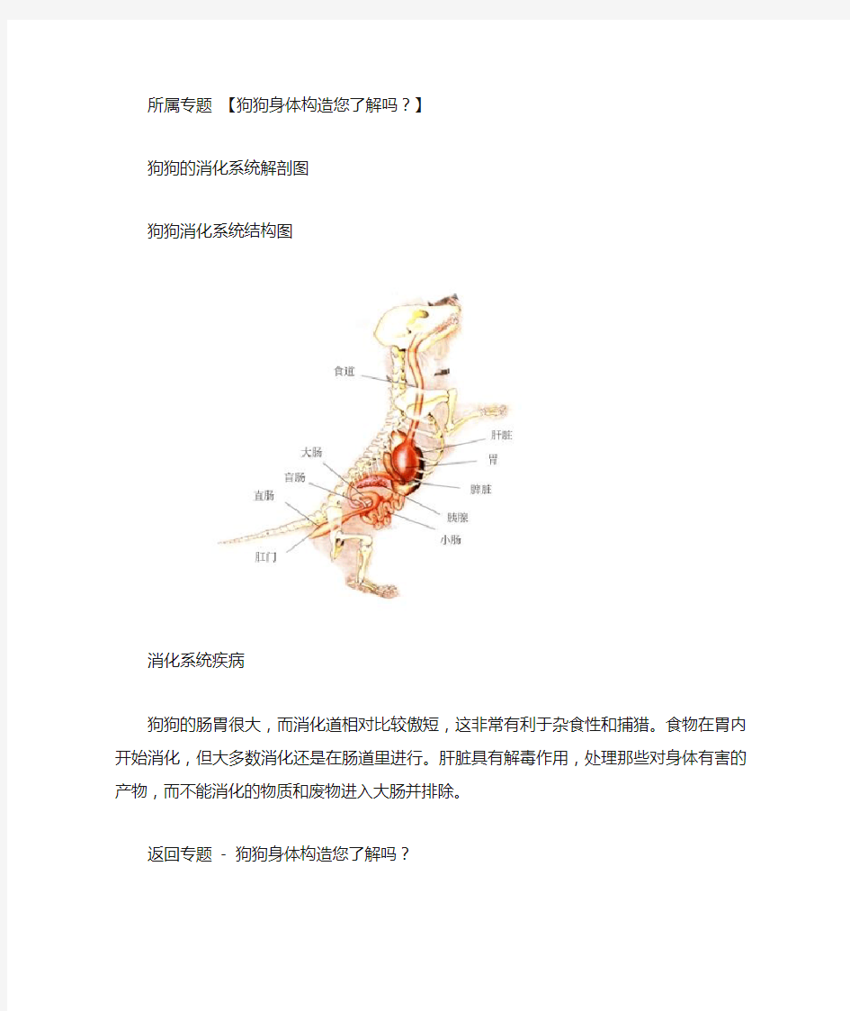 狗狗的消化系统解剖图-狗狗外科