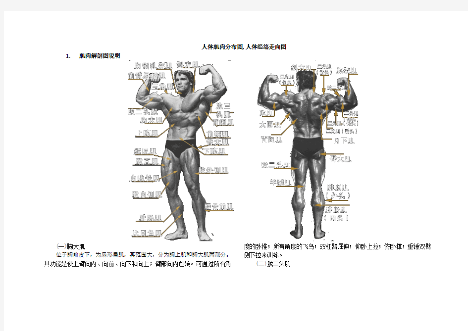 人体肌肉和穴位