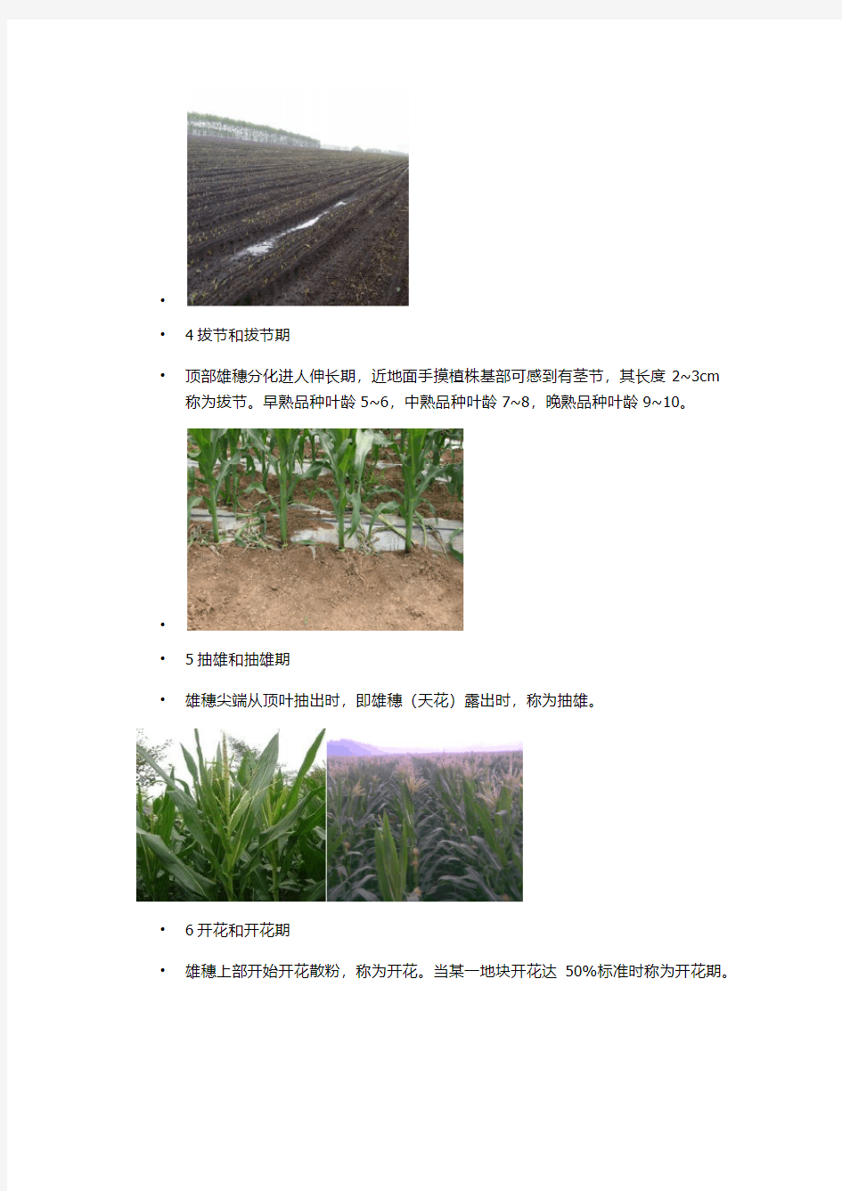 作物栽培学(玉米的生育进程)