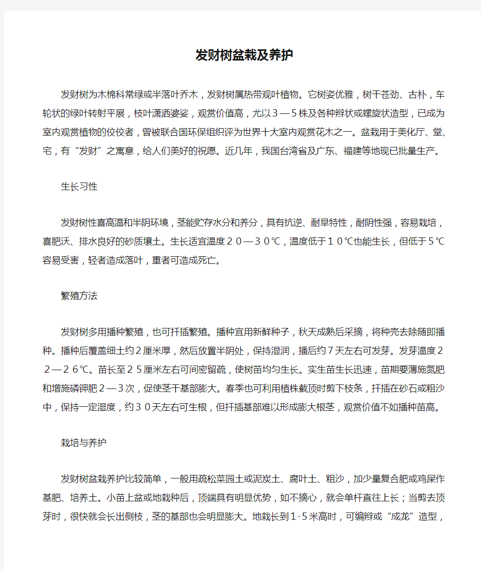 发财树盆栽及养护