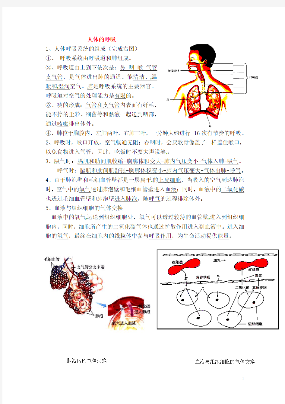 七年级生物下册 第四单元 第三章《人体的呼吸》知识点 新人教版