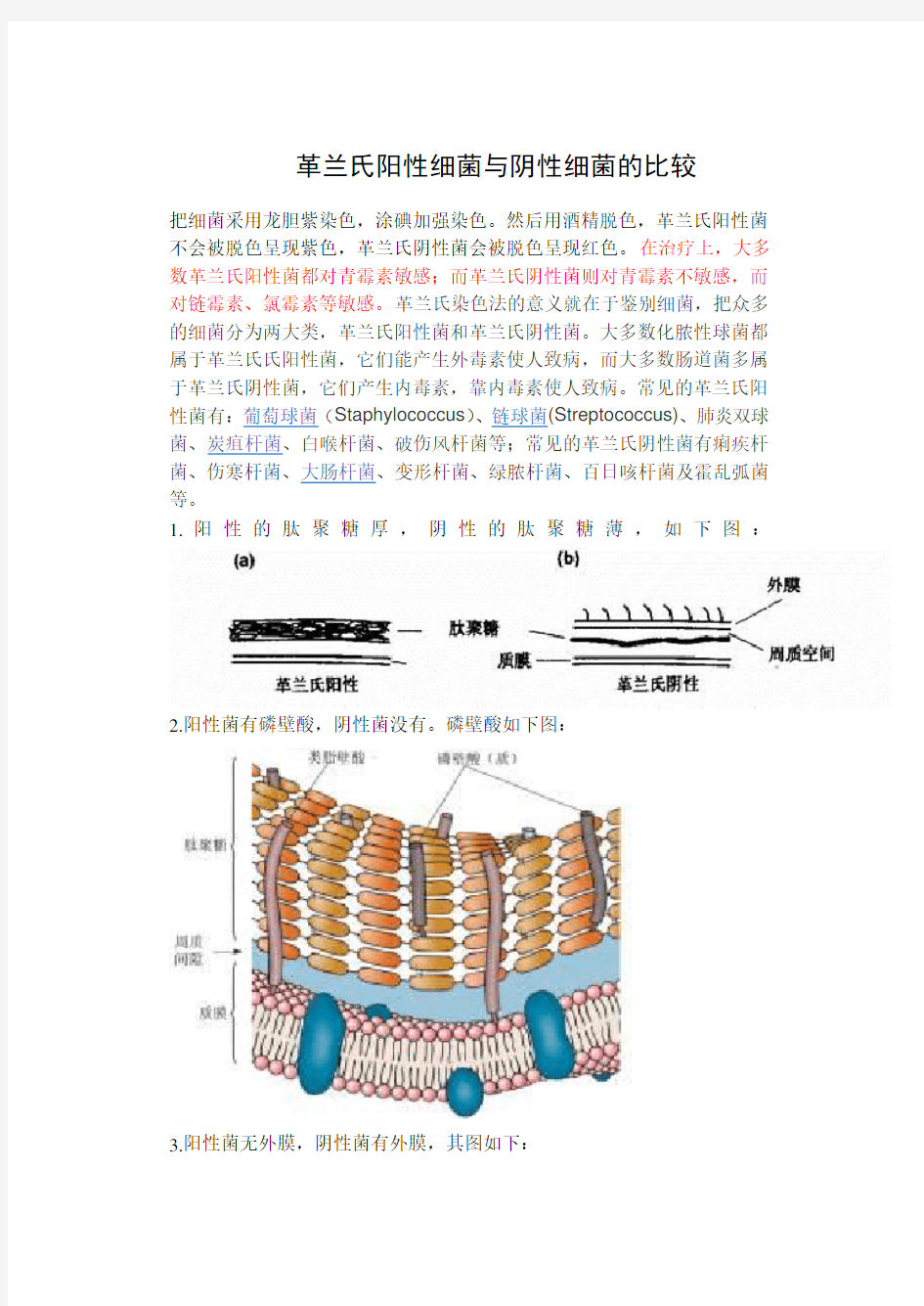 革兰氏阳性菌和革兰氏阴性菌的区别