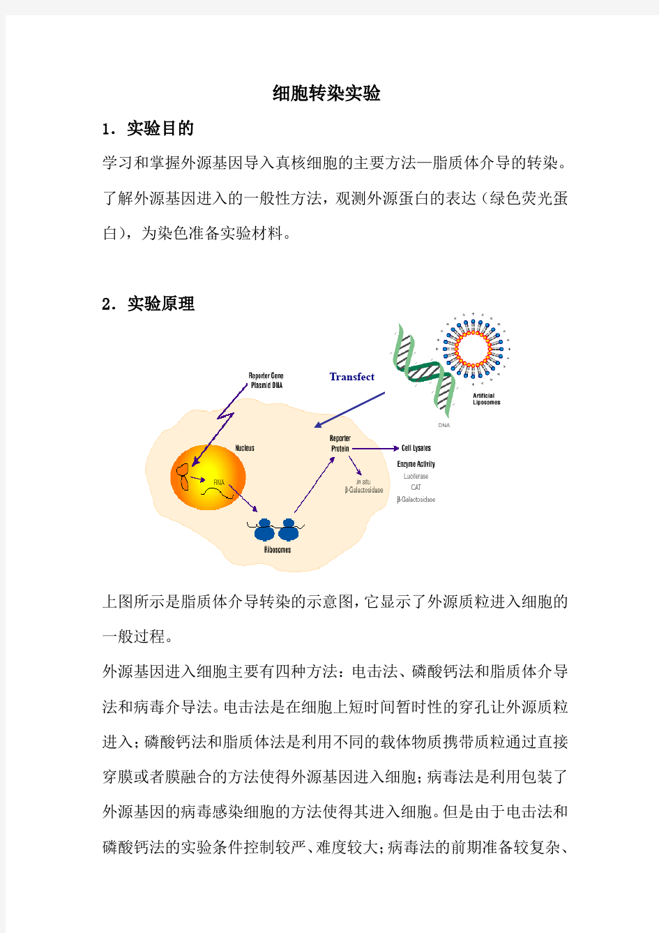 293T细胞转染