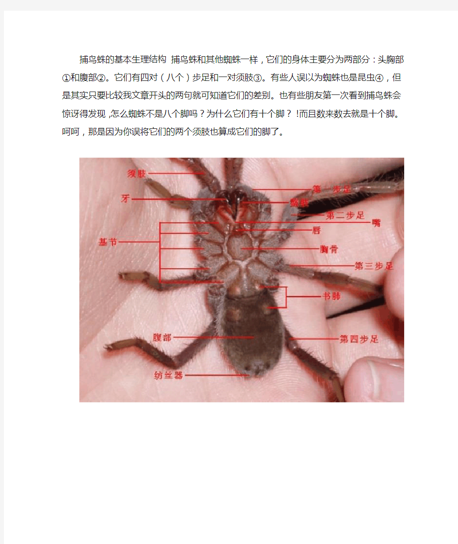 捕鸟蛛的基本结构