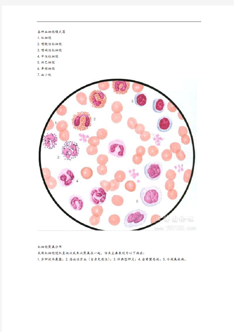 各种血细胞模式图 (2)