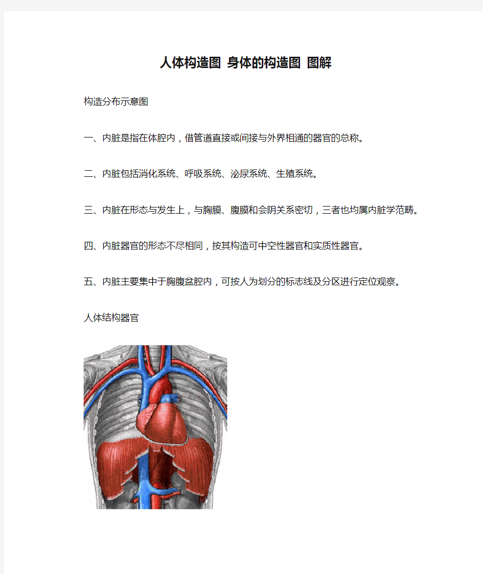 人体构造图 身体的构造图 图解