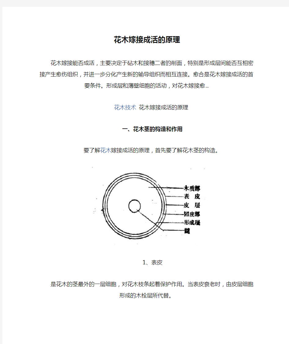 花木嫁接成活的原理