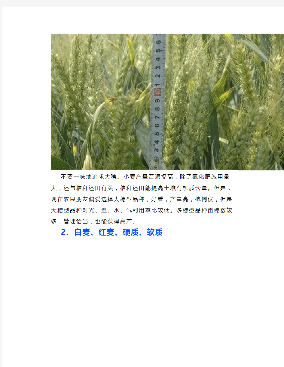 【农业】小麦播种技术要点