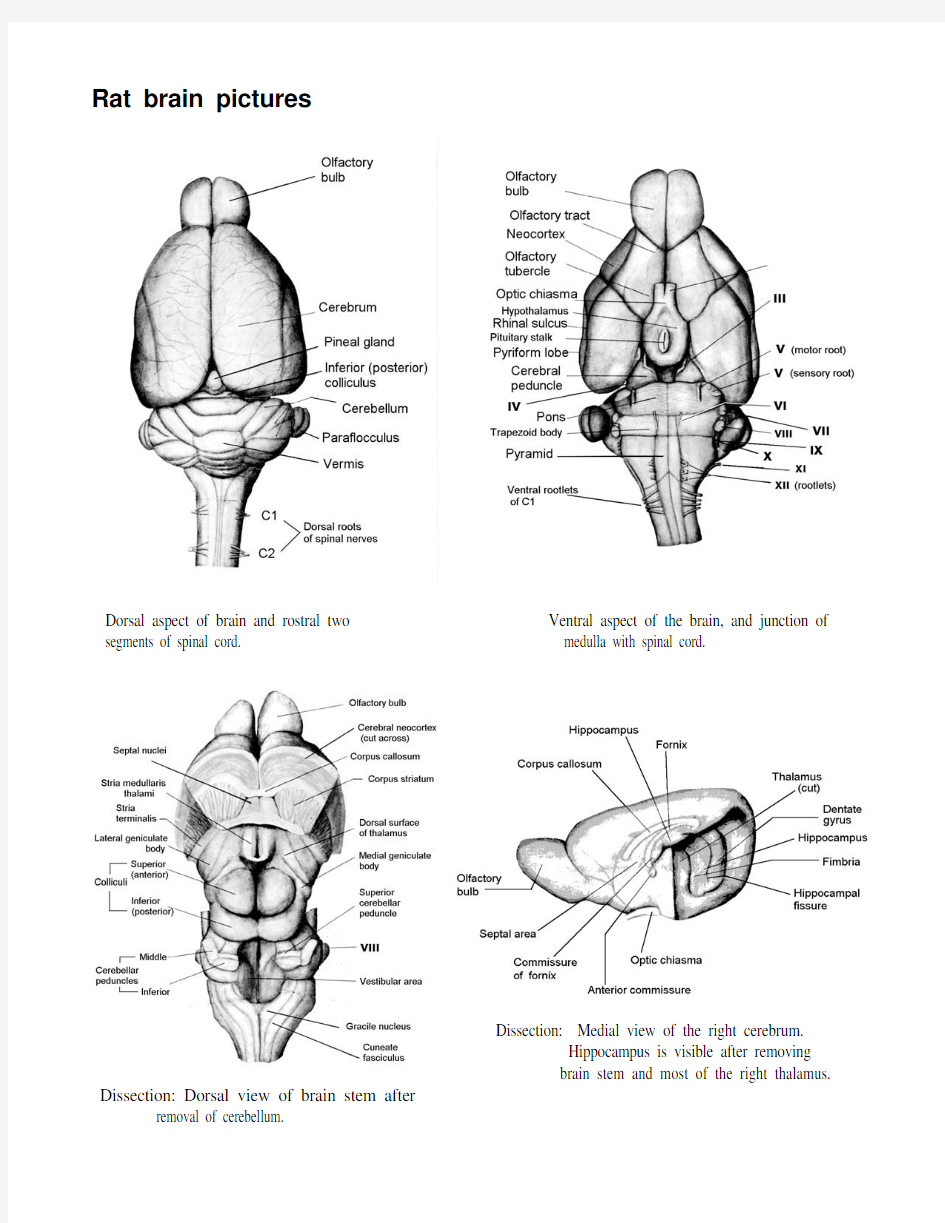 大鼠大脑解剖图