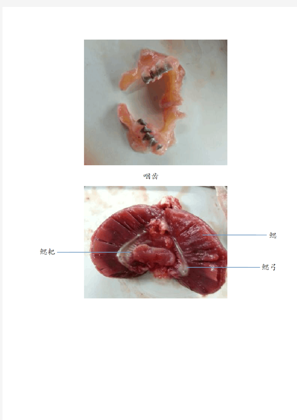 鱼的解剖图片