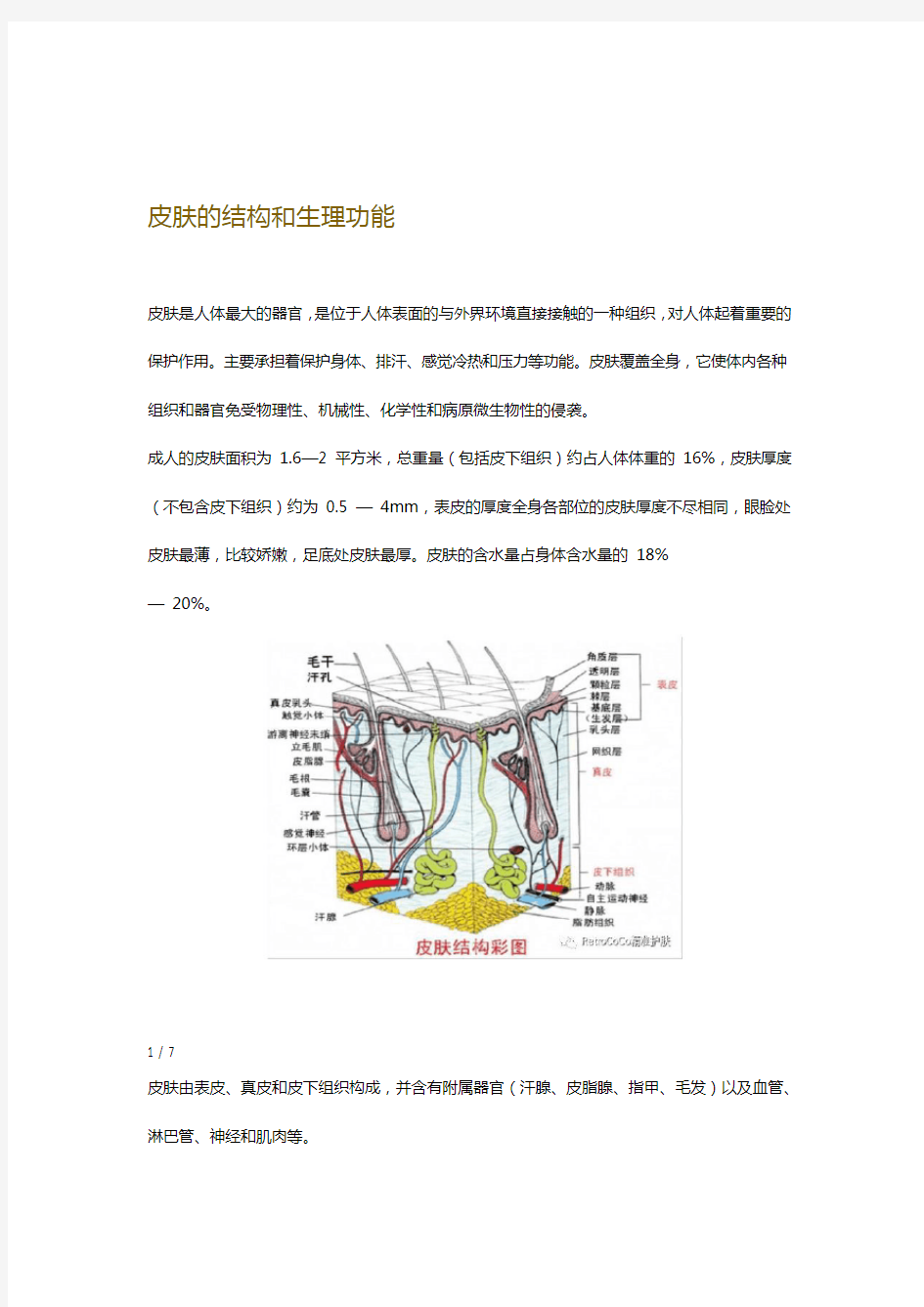 皮肤的结构和生理功能