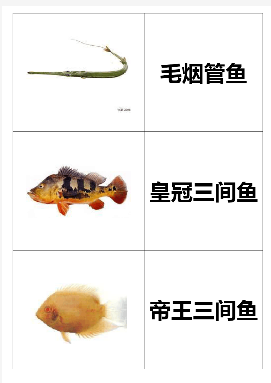幼儿识字卡片配图：鱼类