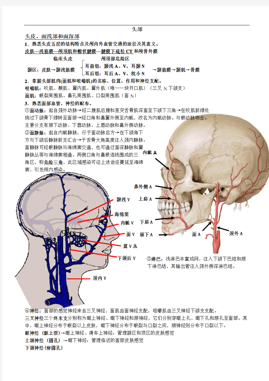 局部解剖学理论--头颈部