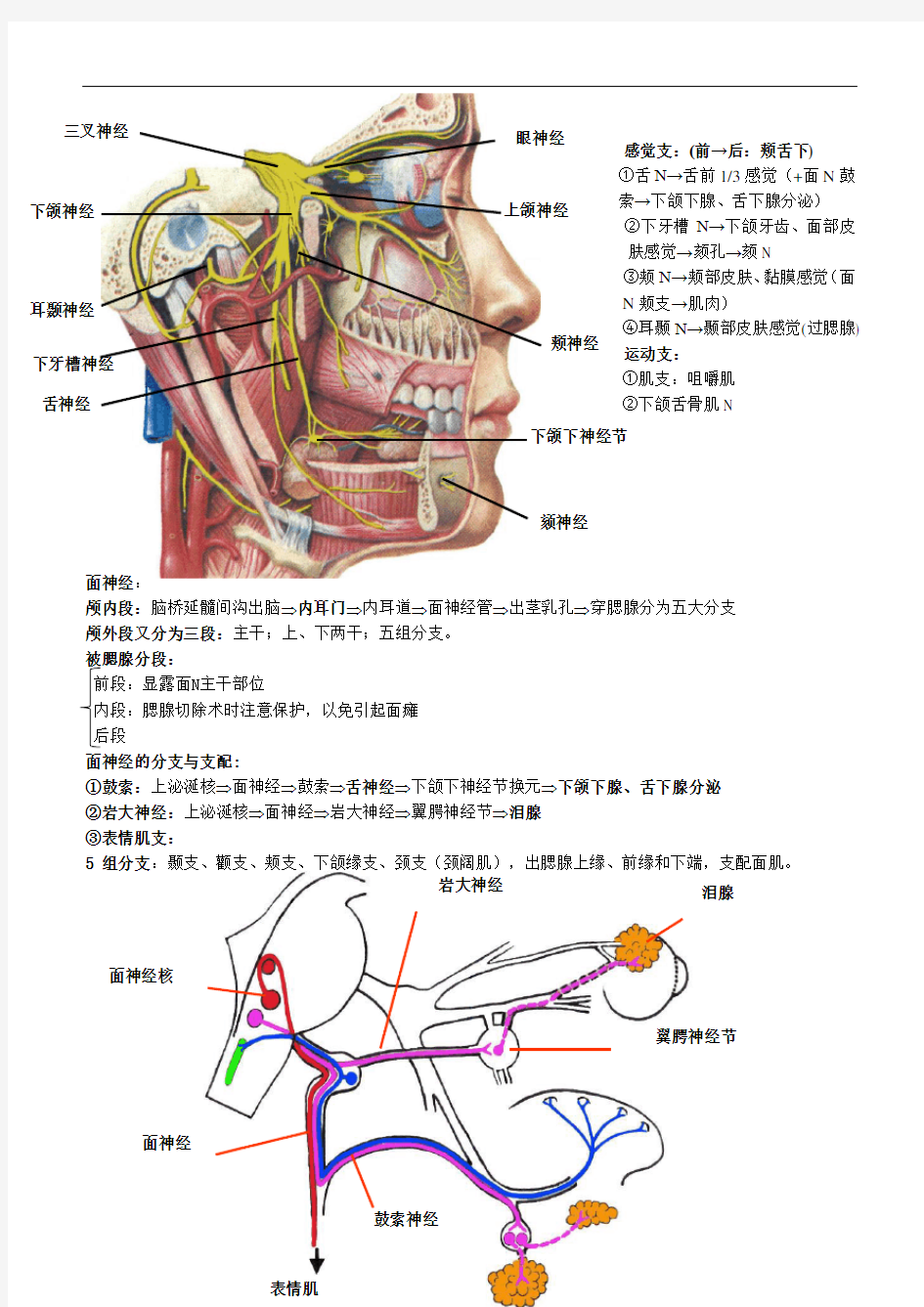 局部解剖学理论--头颈部