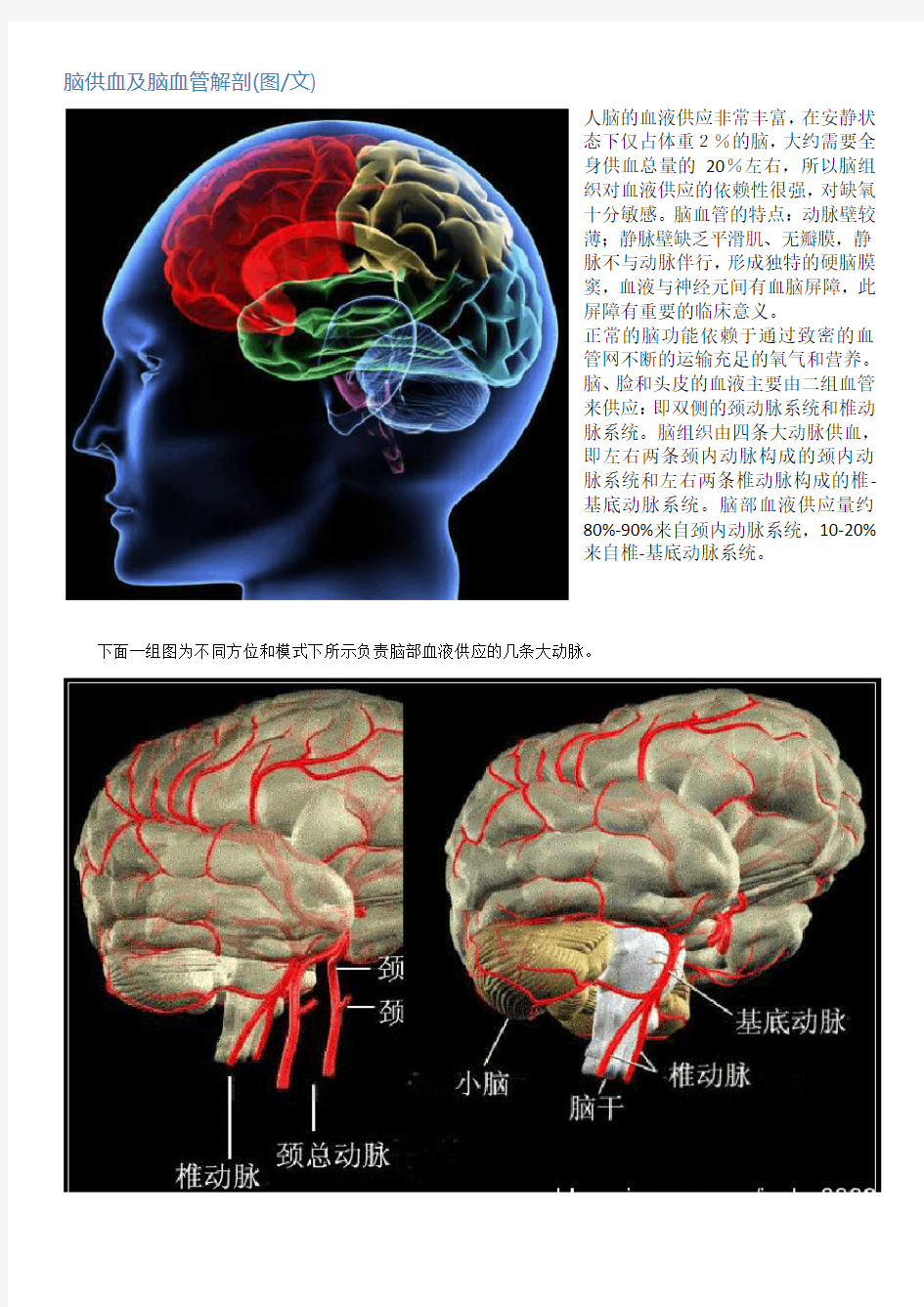 脑供血脑血管解剖(图文)