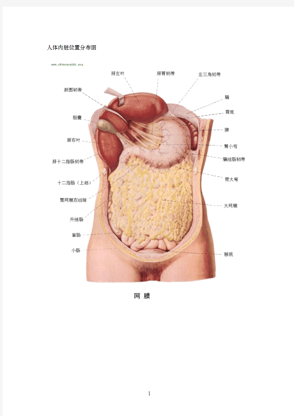 人体内脏器官分布图