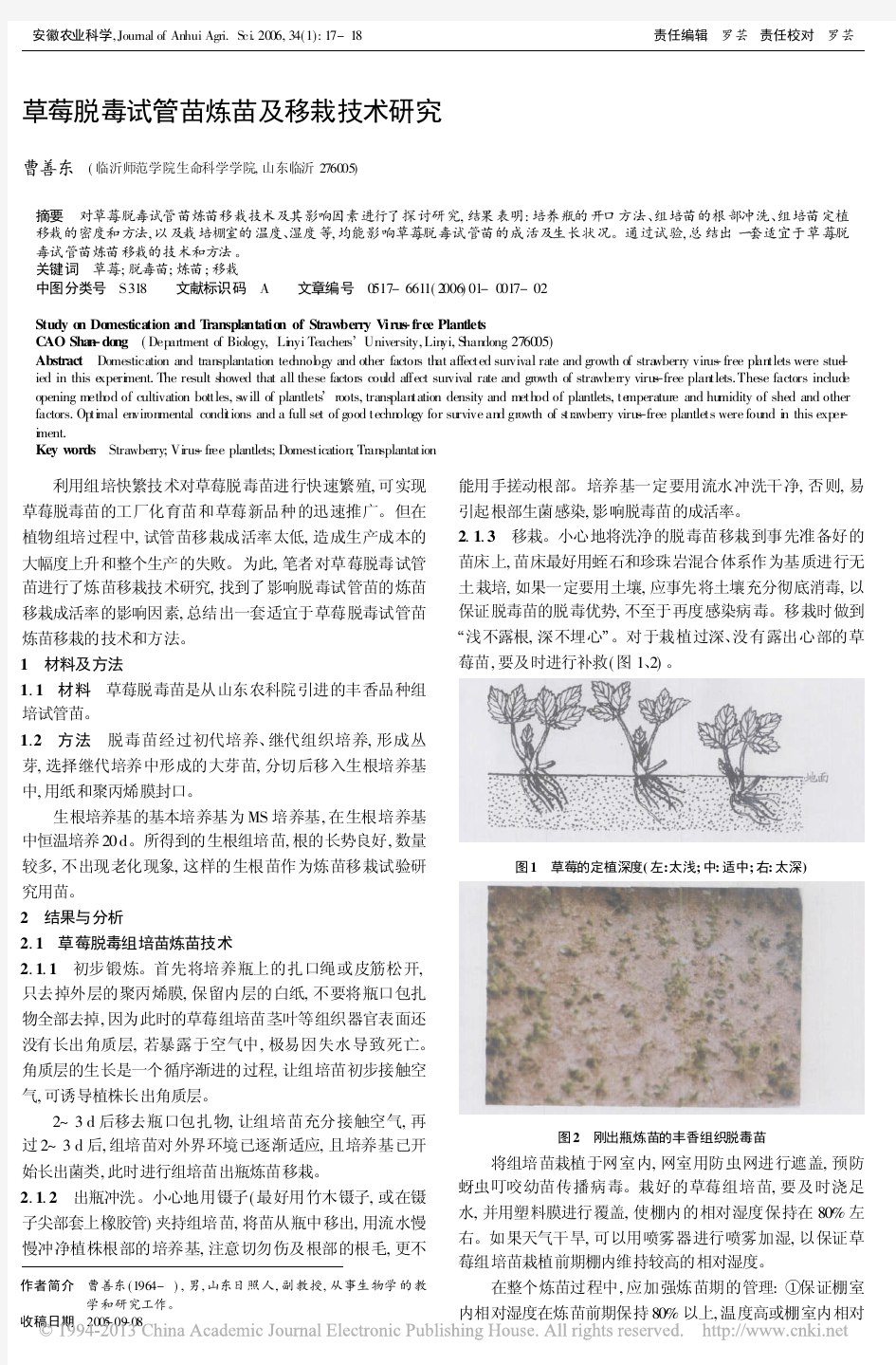 草莓脱毒试管苗炼苗及移栽技术研究