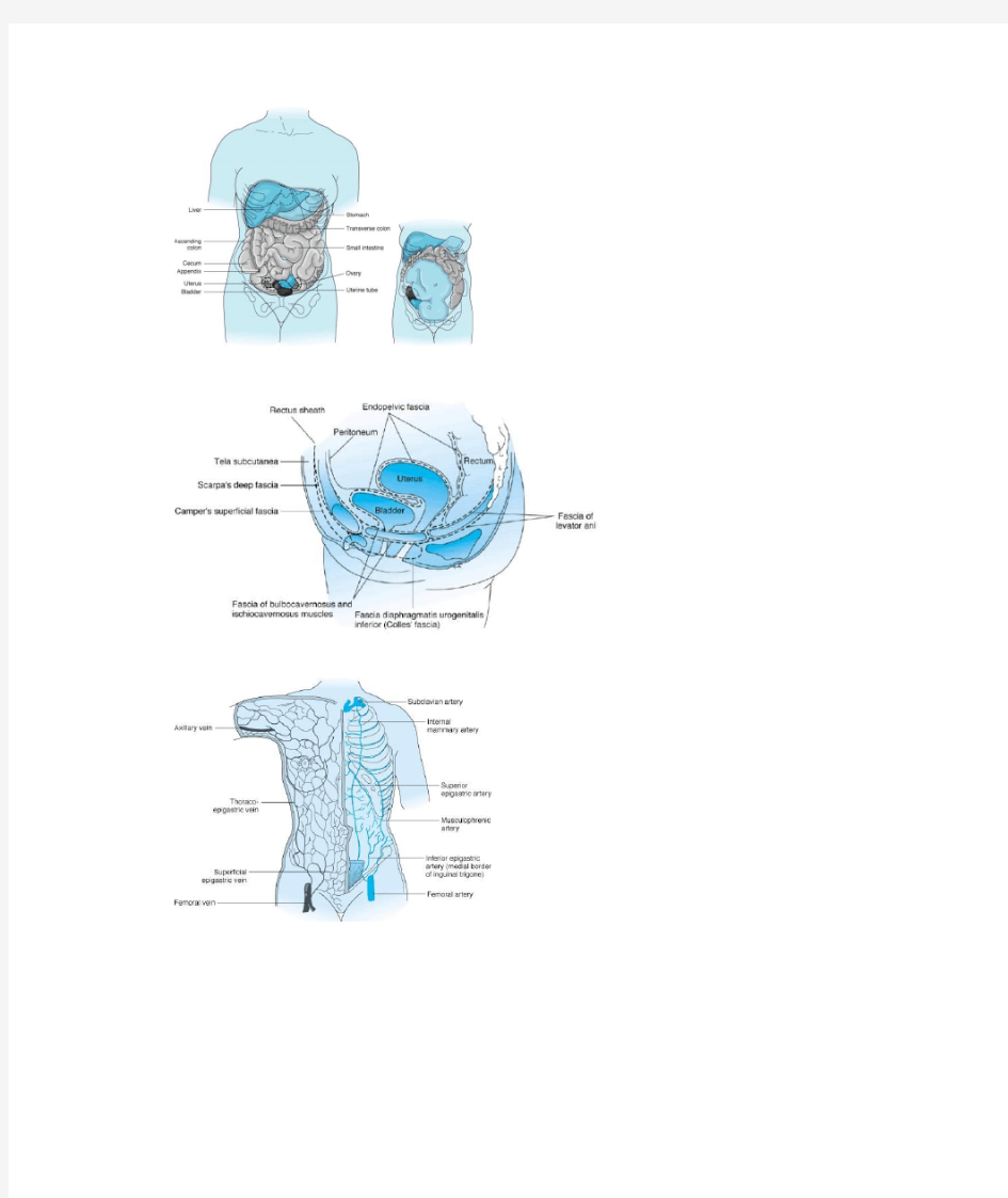 妇科解剖图片