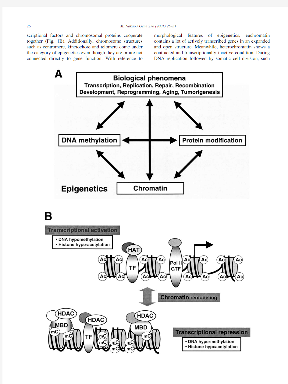 Epigenetics interaction of DNA methylation and chromatin