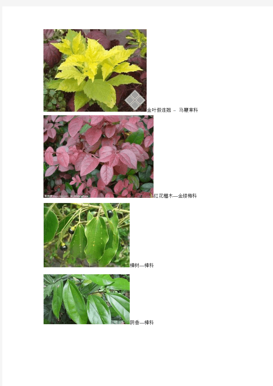 植物学实验考试内容