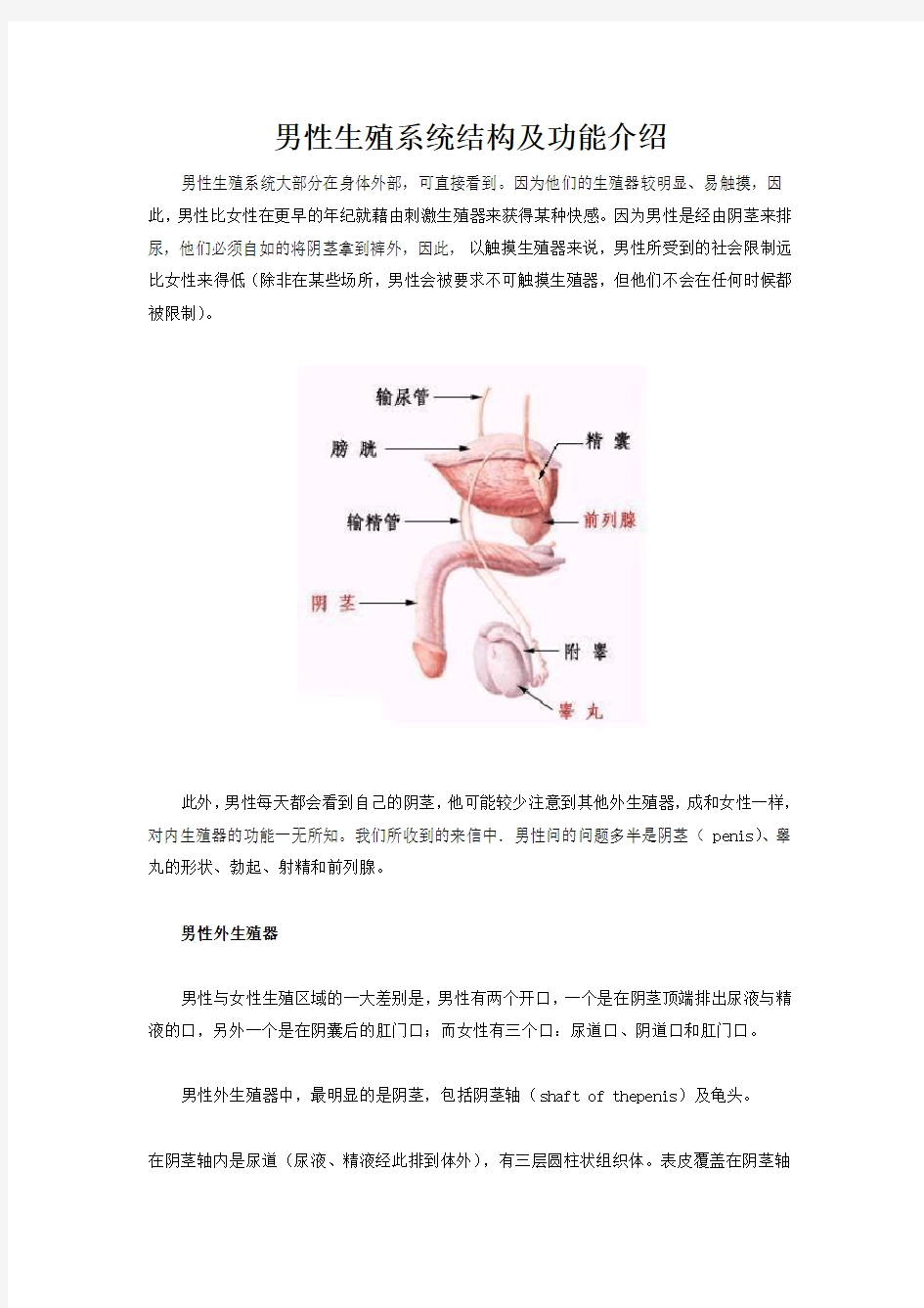 男性生殖系统结构图