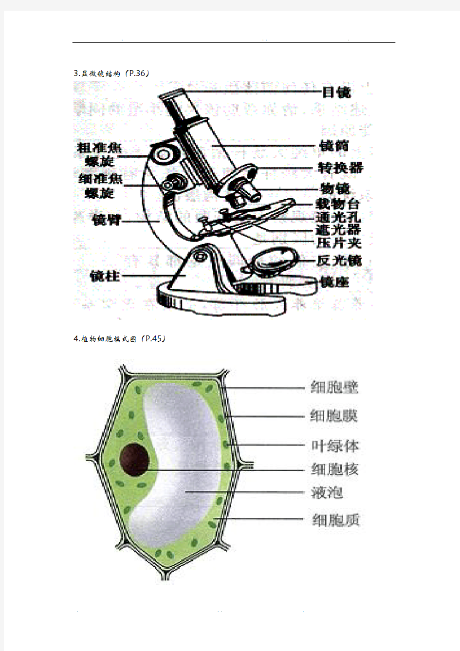 初中生物课本上的图