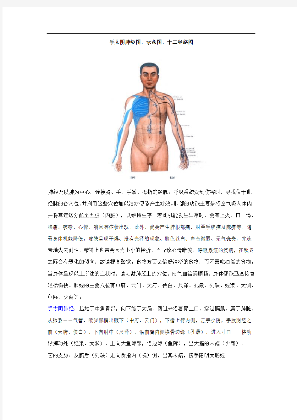 手太阴肺经图,示意图,十二经络图