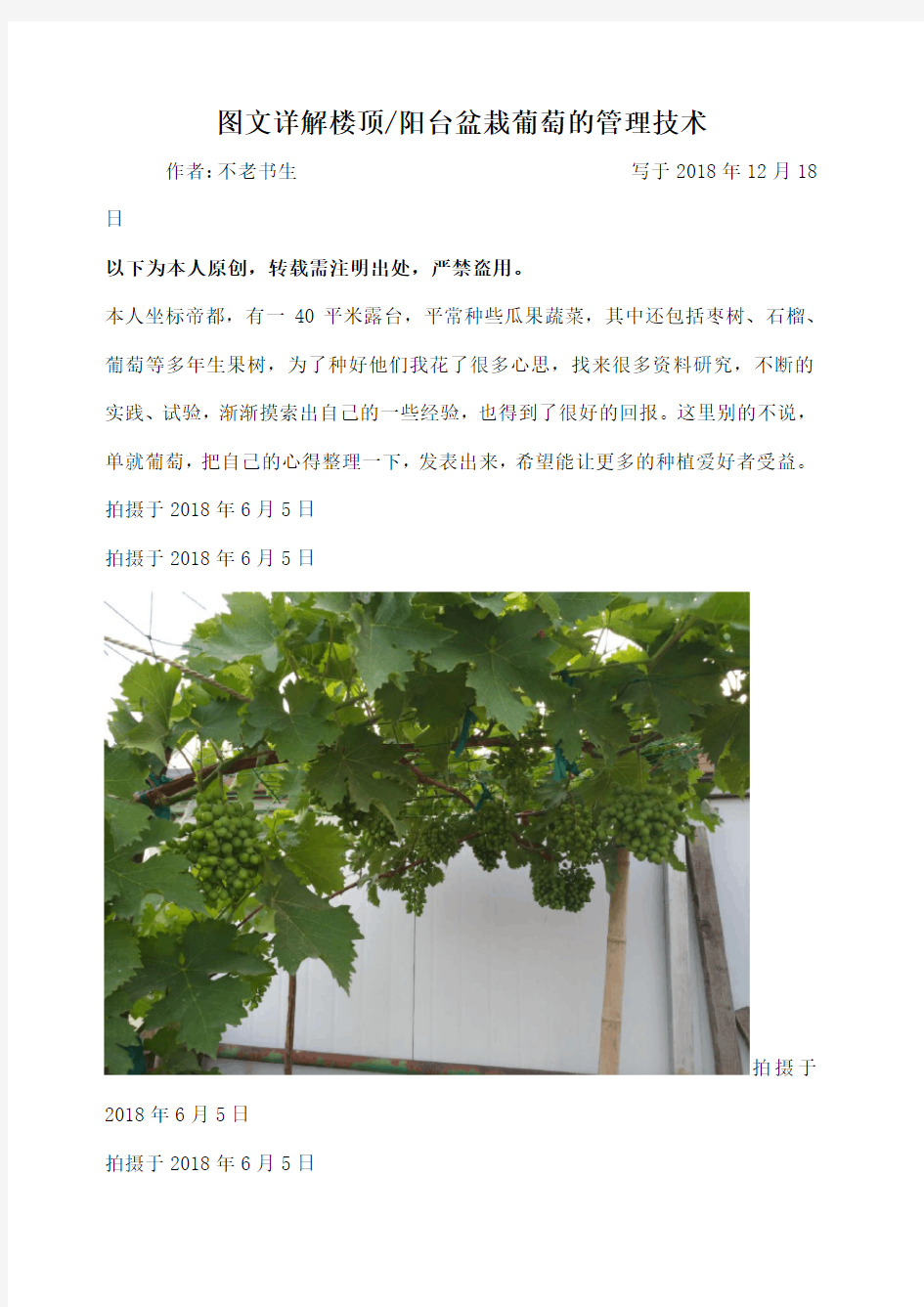 图文详解楼顶阳台盆栽葡萄的管理技术