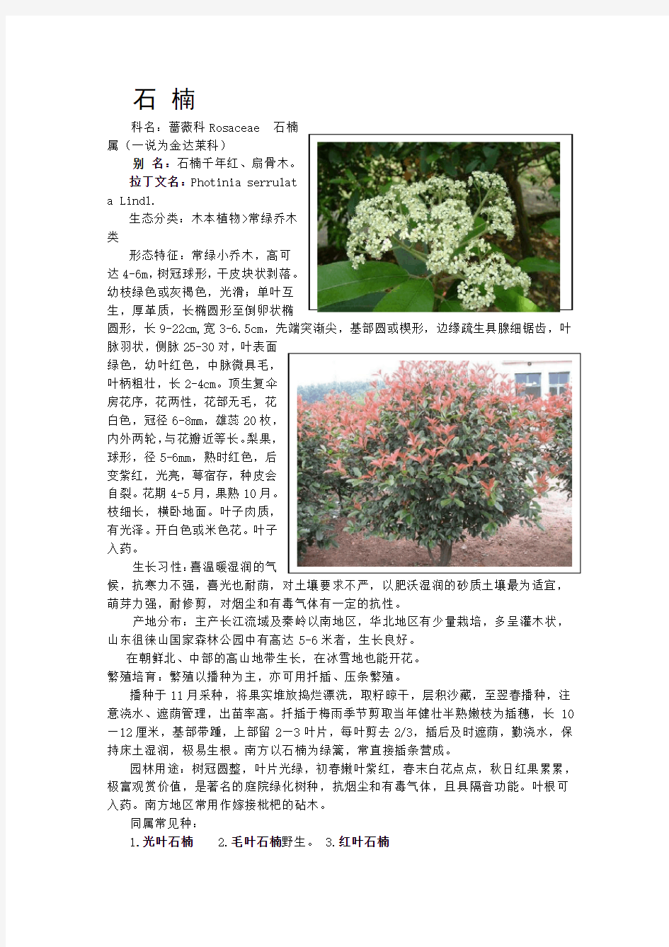 云南绿化常用树种