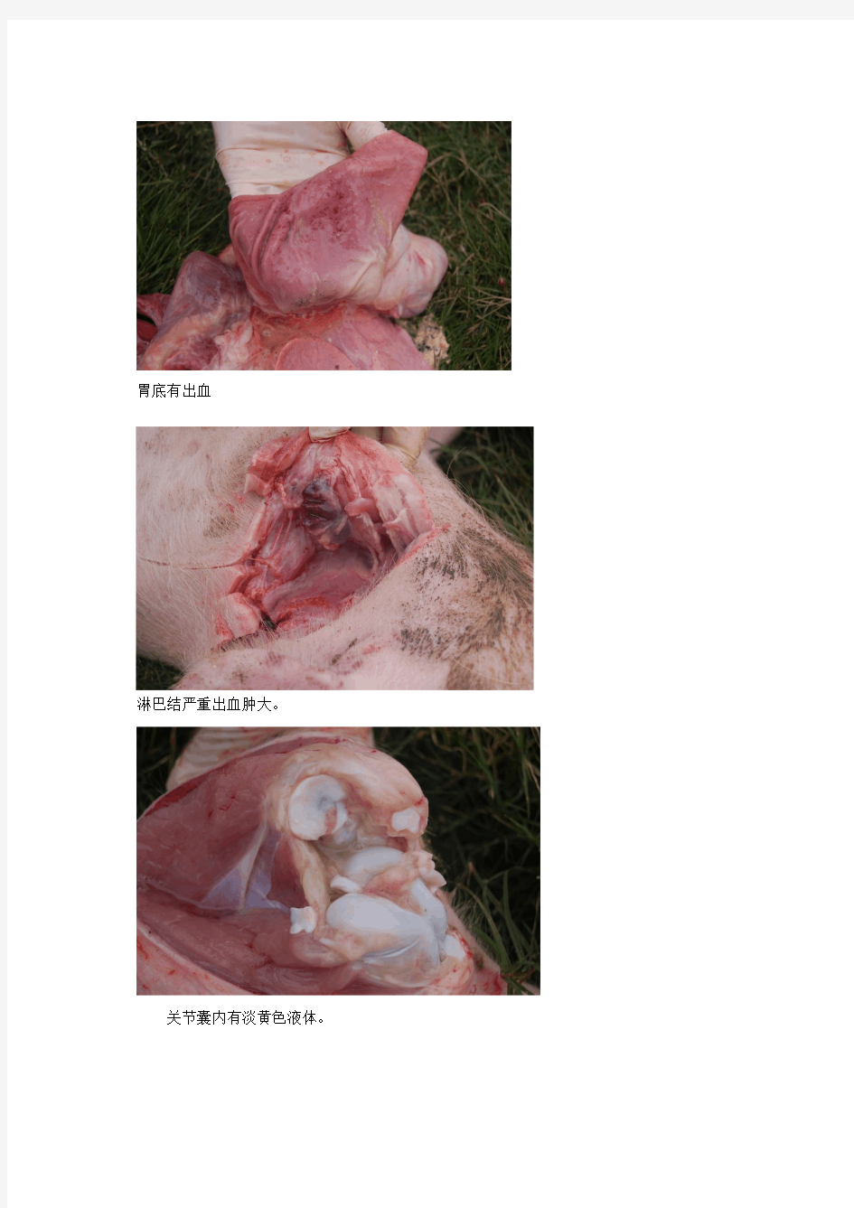 猪链球菌发病解剖图片