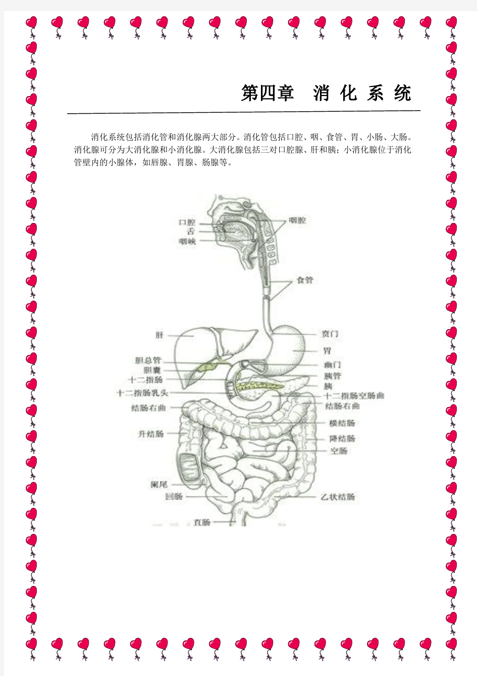 (完整word版)人体解剖学之消化系统