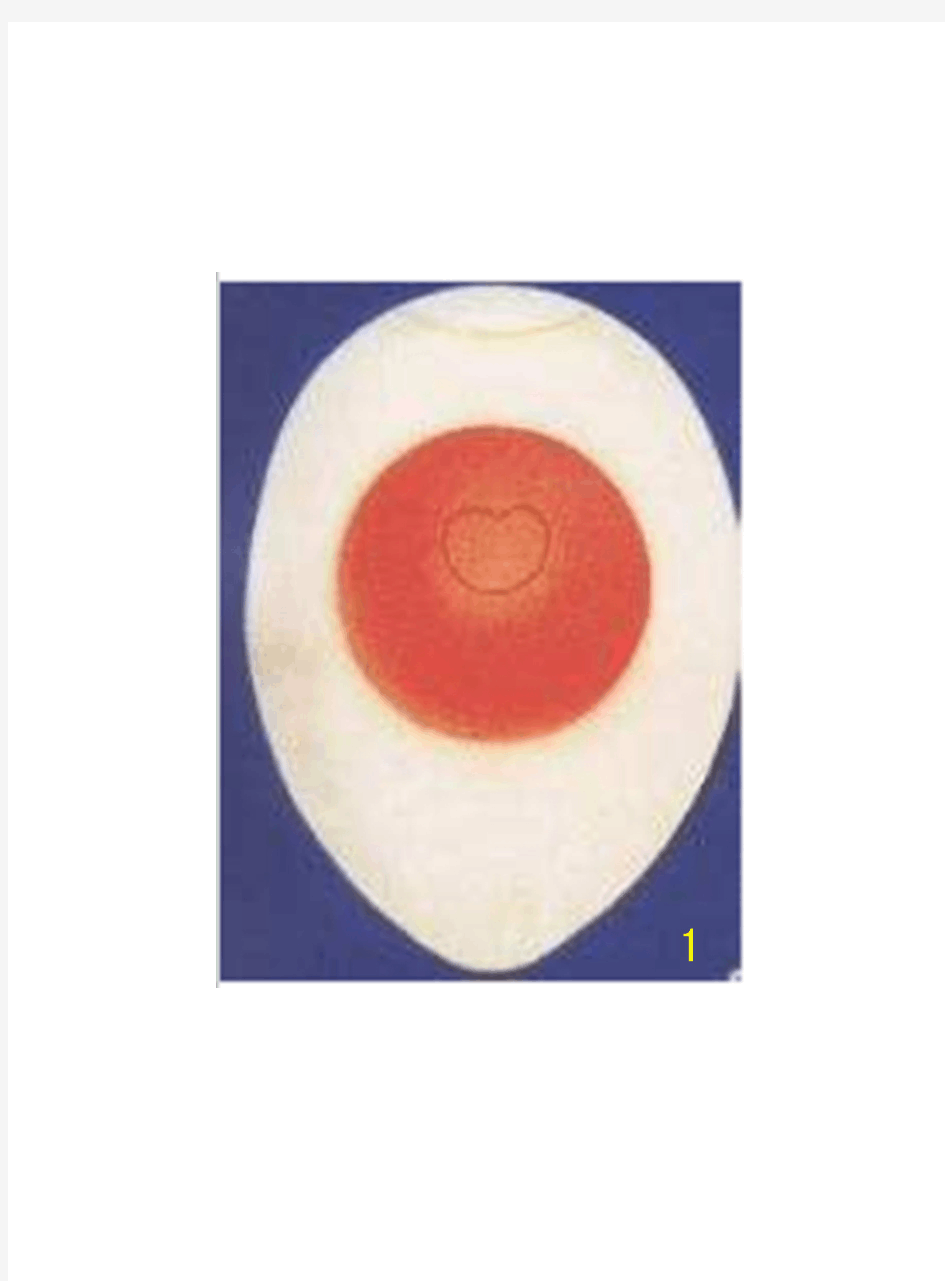 鸡胚发育照蛋图