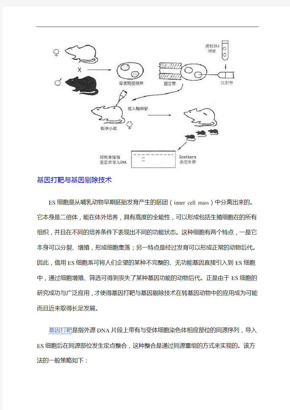 转基因小鼠的制备